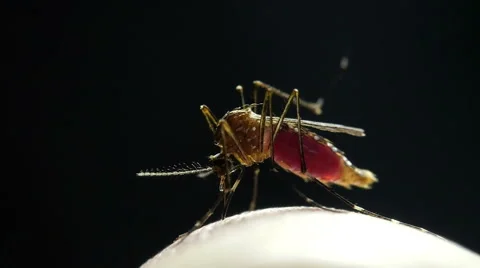 Mosquito drinking blood Stock Footage 69182442