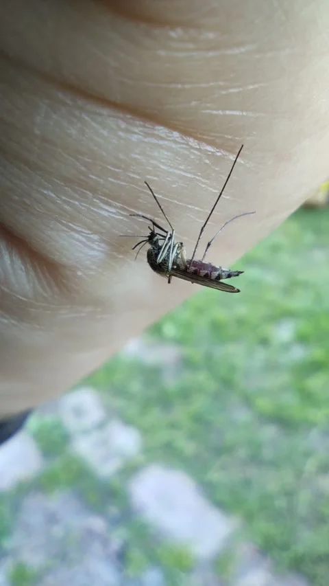 Mosquito drinks blood Stock Footage 260649028