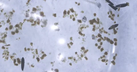 Mosquito Eggs and Larvae Macro 5X Stock Footage 243337004