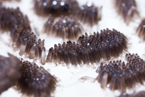 Mosquito eggs hatch Stock Photos