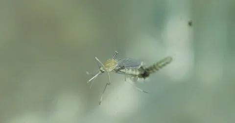 Mosquito emerging from larva stage Video stock 68654062