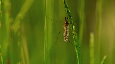 Mosquito In The Field Stock Footage 999606