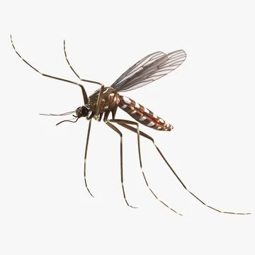 Mosquito Flies 3D Model