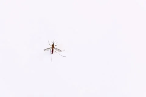 Mosquito in Flight Stock Photos