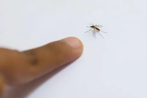Mosquito in Flight Stock Photos