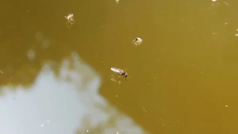 Mosquito float growing breed drink stagnant static dirty cistern storage water Stock Footage 171722093