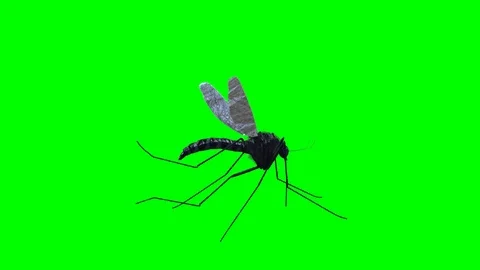 Mosquito fly on green background 3d render Stock Footage 121937820
