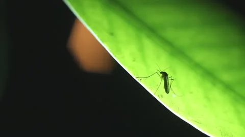 Mosquito 스톡 동영상 11006903
