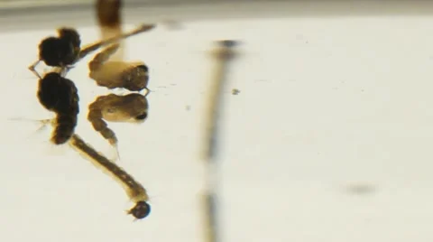 Mosquito Stock Footage 11157807