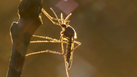 Mosquito. Stock Footage 24695176