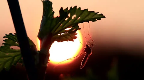 Mosquito Stock Footage 24695179