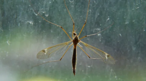 Mosquito Stock Footage 30593496