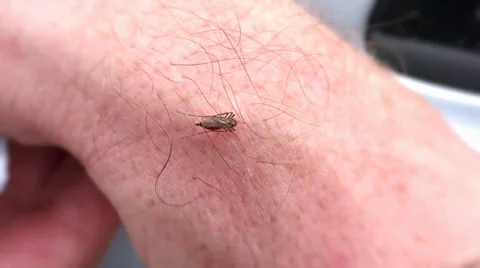 Mosquito 스톡 동영상 33479639