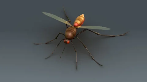 Mosquito Stock Footage 68637868