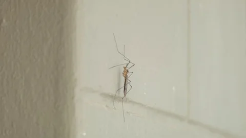 A Mosquito Stock Footage 76436376