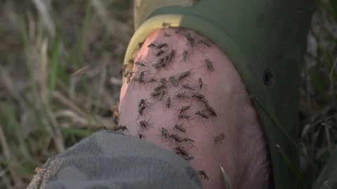 Mosquito Stock Footage 76564151
