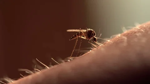 Mosquito Stock Footage 77564087