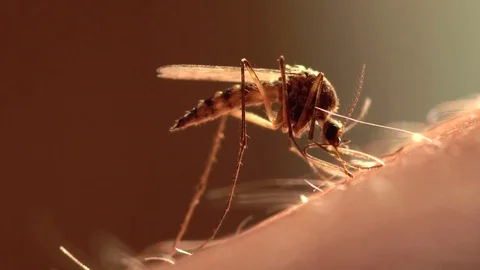 Mosquito Stock Footage