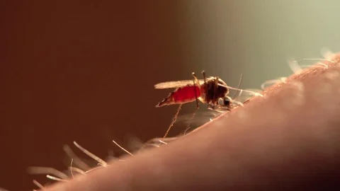 Mosquito Stock Footage