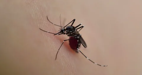 Mosquito Stock Footage 92800171