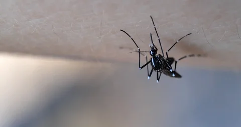 Mosquito. Video stock 111617911