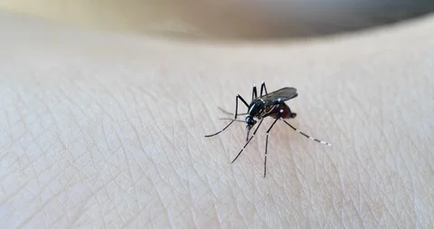 Mosquito. Stock Footage 127403970
