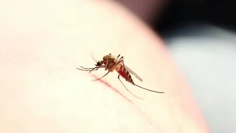 Mosquito Stock Footage 131189285