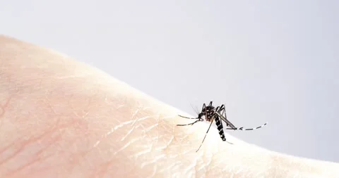 Mosquito Stock Footage 171045710