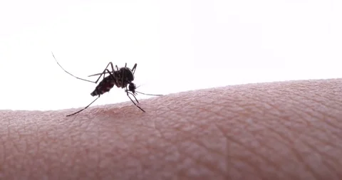 Mosquito Stock Footage 235399087