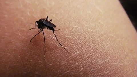 Mosquito Stock Footage 244687254