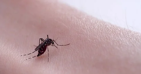 Mosquito Stock Footage 260678875