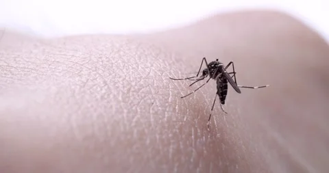 Mosquito. Stock Footage 270052364