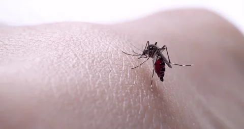 Mosquito Stock Footage 270322086