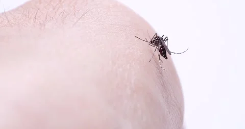 Mosquito Stock Footage 272281883