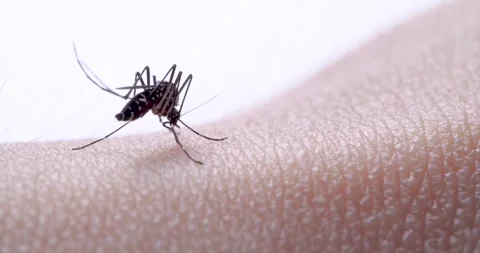 Mosquito Stock Footage 277328353