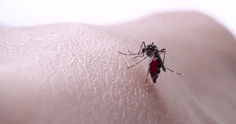 Mosquito Stock Footage 278842171
