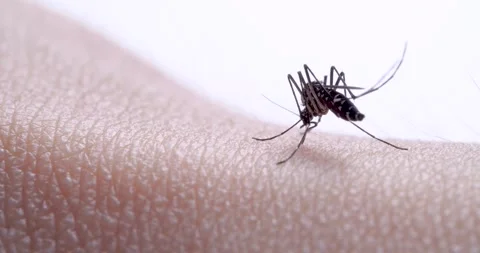 Mosquito Stock Footage 301770502