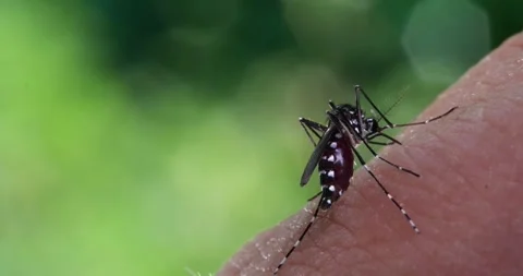 Mosquito Video stock 312361896