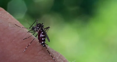 Mosquito Stock Footage 312361901