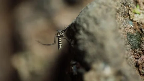 Mosquito Stock Footage 320344844