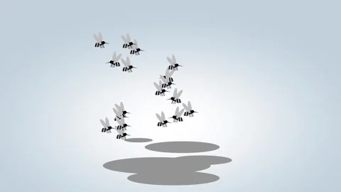 Mosquito Stock Footage 335626808