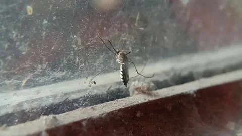 Mosquito footage Stock Footage 207921318