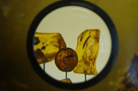 Mosquito fossil Stock-Fotos