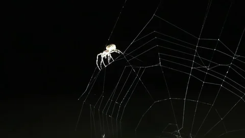 Mosquito gets trapped in the spiderweb and is eaten by the spider Video stock 116270426