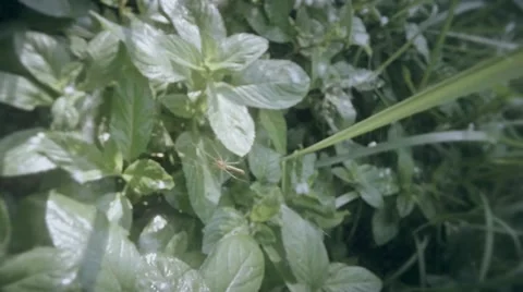 Mosquito got into a spider web and it Catch and eat on a green grass marsh Stock Footage 51255419
