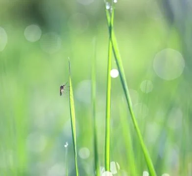 The mosquito on the grass leaf closeup Stock Photos