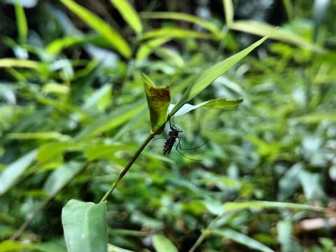 Mosquito in the grass Stock Photos
