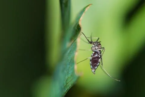 Mosquito on the green leaf. 写真素材