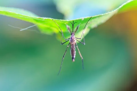 Mosquito on green leaf Stock Photos