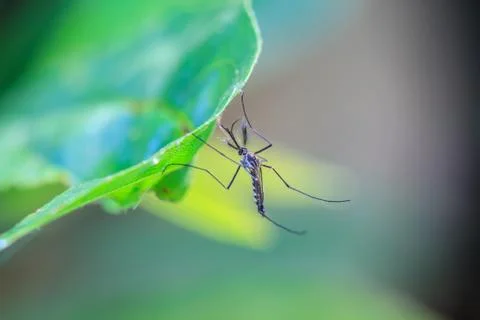 Mosquito on green leaf Stock Photos